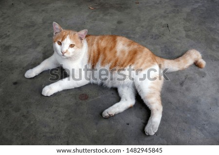 Cute Yellow Thai Cat, Relax Cat