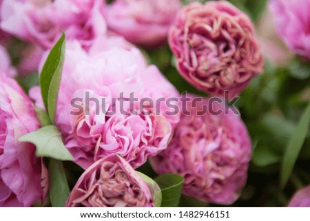 A bouquet of beautiful flowers. Large peony buds.