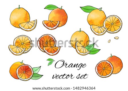 Collection of orange fruit icons with watercolor texture. Vector stock set. Cute doodles. Summer fruit, sweet citrus for orange juice. Can be used for printed materials. Hand drawn design elements. 