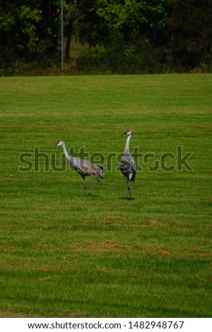 Family of Sand Hill Cranes 