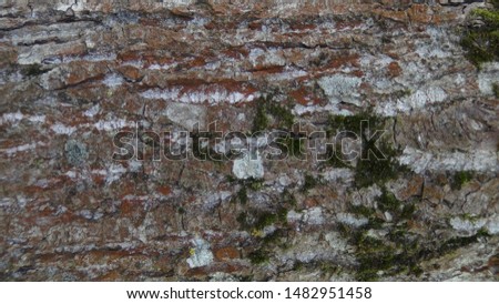 texture and background of old tree bark