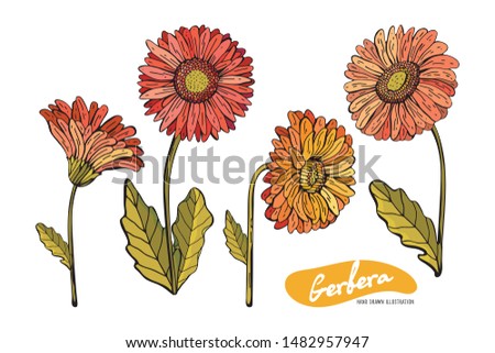 Set of Gerberas red, orange, pink, yellow isolated on white background. Botanical vintage illustration. Vector isolated object. Daisies in a realistic style. Retro style. Drawing hands.