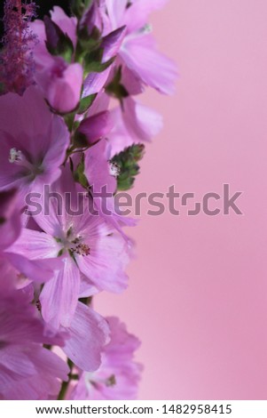 Tender lilac flowers on a pink background close-up. Template for greeting card.