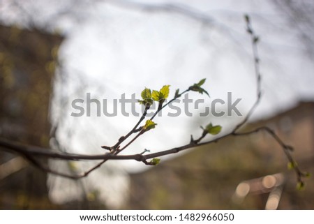 Blooming earrings on the branches of trees. Tree earrings on blurred brown background.