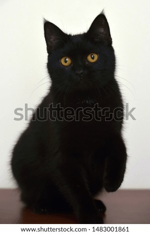 black young cat with orange eyes
