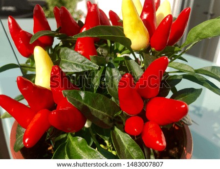 a hot pepper plant that creates red and yellow fruits