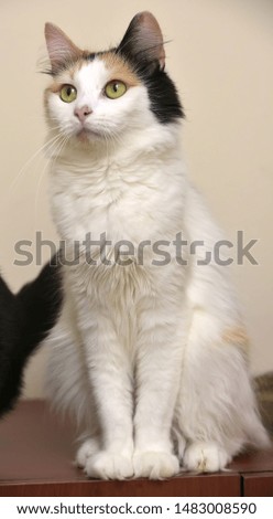 Grey, orange and white female cat sitting