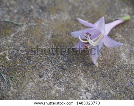 One delicate flower is on a stone tile in the garden in summer close-up. Calm and gentle picture for design.