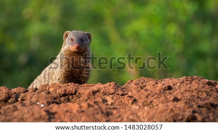 Portrait of  Banded mongoose, Mungos mungo, staring from red rock at camera against tropical green forest background.  African wildlife. Safari in Amboseli national park, Kenya.