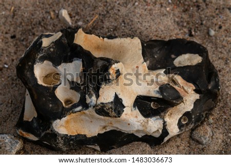 Hag stone lying on sand close up