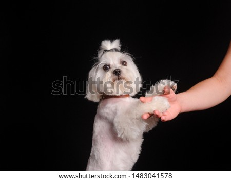cute white dog on a black studio background giving a paw. lap-dog