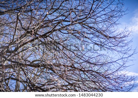Dried out tree branches against blue sky