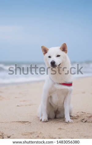 White Shiba Inu on the beach