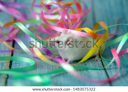 white mouse in the festive attributes of Christmas. Symbol of the new 2020