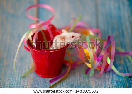 white mouse in the festive attributes of Christmas. Symbol of the new 2020