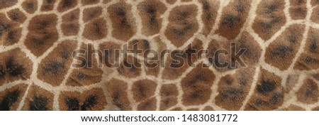 Giraffe skin Texture - Image