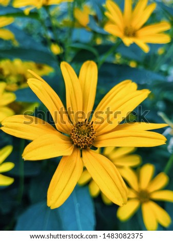 yellow flowers in the garden. close up photo of yellow flower. beautiful yellow flowers