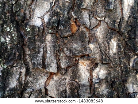 Natural tree bark texture, for background and wallpaper, or design inspiration.