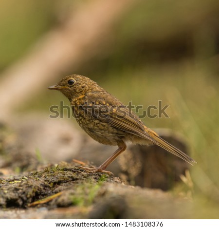Juvenile European Robin in the forest