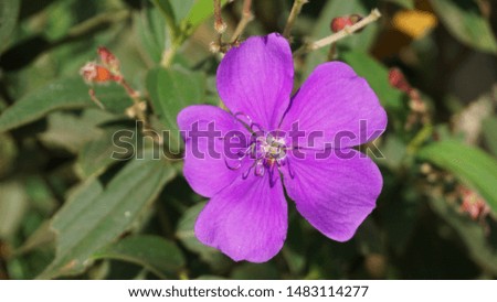 nature picture for background, small purple flowers in the garden