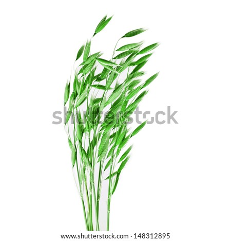 Oat ears isolated on white background 
