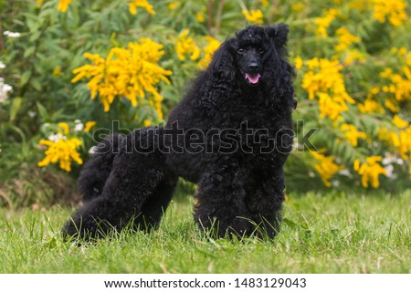 Standing portrait of charming amazing small poodle outside on hot summer day, with show curly hair cut. Smartest dog breed medium caniche moyen  portrait in green blooming field with yellow flowers  Royalty-Free Stock Photo #1483129043