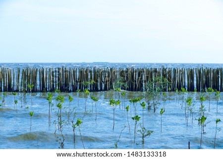 Bamboo fence with mangrove forest Foreground and sea Background. Bamboo protecting the shore and mangrove forest forest from storm and wave erosion. - Image 