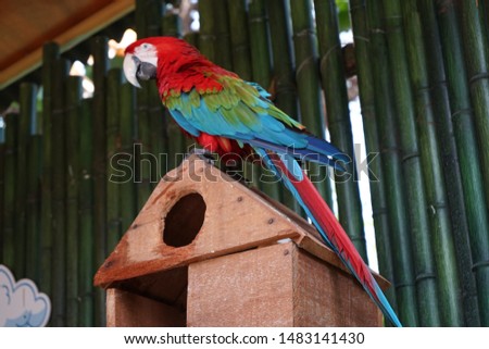 BLURRY and partially/selected focus images of Macaw birds with red, blue feathers and long tailed. Standing on the bird's wooden house.