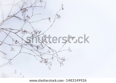 Dry plant on a background of snow in the winter. White cold wallpaper.  Calm scene in cold weather. Copy space place for text