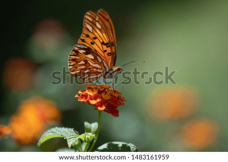 One orange butterfly in my garden