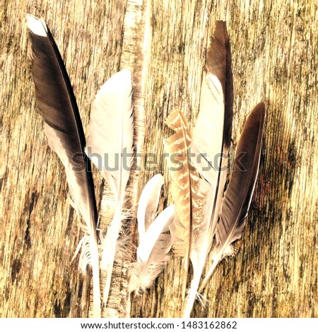 varity of feathers on wooden background

