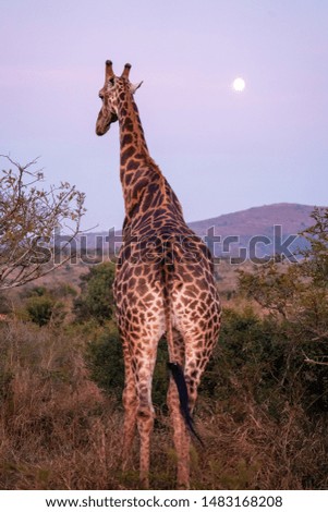 giraffe in hluhluwe national park with moon background in dusk, South Africa 