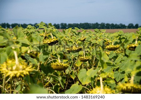 Sunflower field real and ready