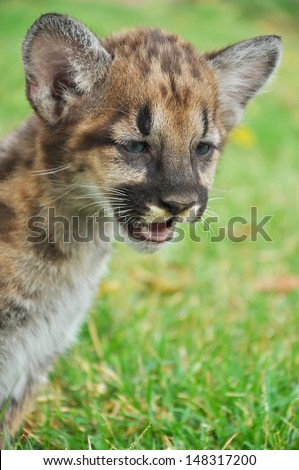 Baby Puma and kitten are very similar. But baby puma is a point along body and will fade as it grow up.