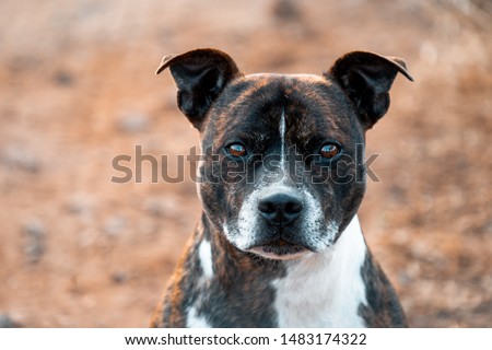 domestic watchdog in South Africa  Royalty-Free Stock Photo #1483174322