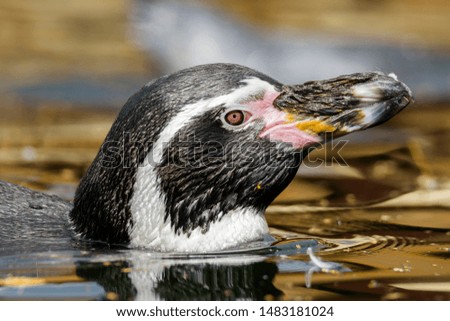 handsome penguin in the plumage care in the water
