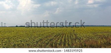 Sunflower grows on the field. On such a field sat Russian plane belly without releasing the chassis Royalty-Free Stock Photo #1483195925