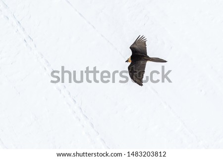 Bearded vulture (gypaetus barbatus) flying with outstretched wings above mountains covered by snow and searching for corpses, Winter mountains scenery. Rare reintroduced wild bird, Switzerland