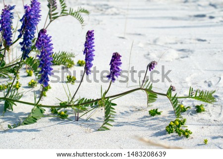 Picture of cow vetch flowers, Vicia cracca, on sandy soil near a beach.