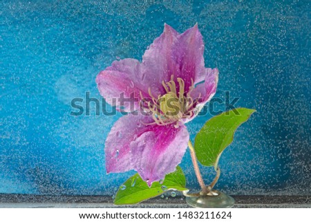 Beautiful clematis flower lying in water with water droplets.
