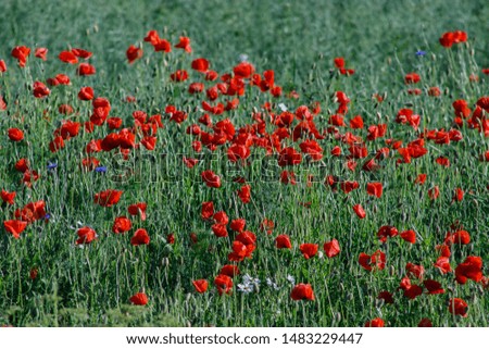 close up of red poppy flowers in a field. Nature.
