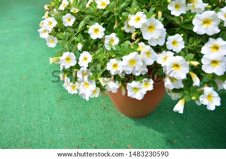 White blooming flowers in a pot on a green artificial grass