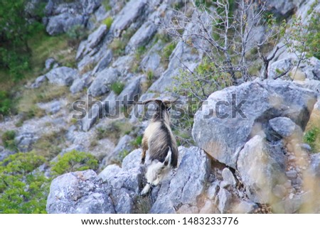 Male chamois in the mountain on the rock