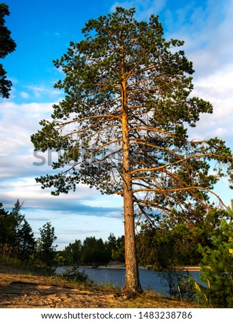 Tall pine tree at the Onego lake shore