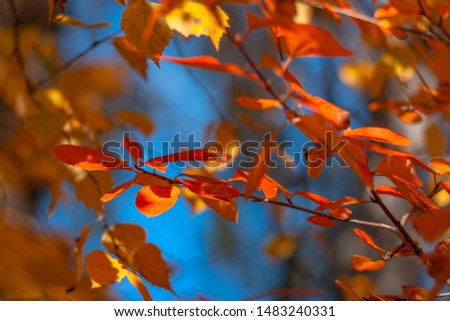 Yellow leaves in autumn, golden autumn, Indian summer