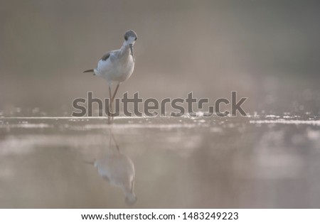 Black-winged Stilt  bird walking in wetland