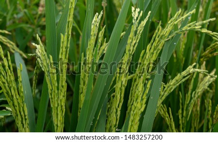 Close up of rice field background and texture