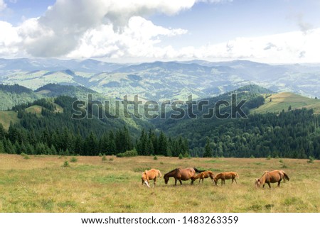 Horses on summer mountain landscape