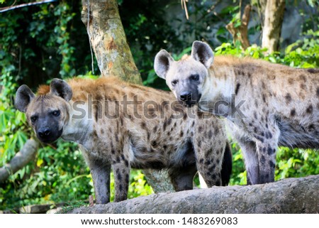 spotted hyenas appearance like a dog. It has coarse brown hair and black spots.