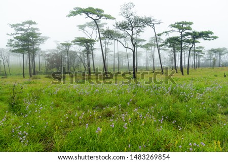 Pine forest in rain season with flower field